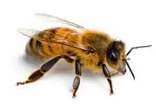 Le symbole de l'abeille dans un rêve