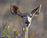 Rêver d'antilope en Islam