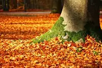Rêver d'automne en Islam