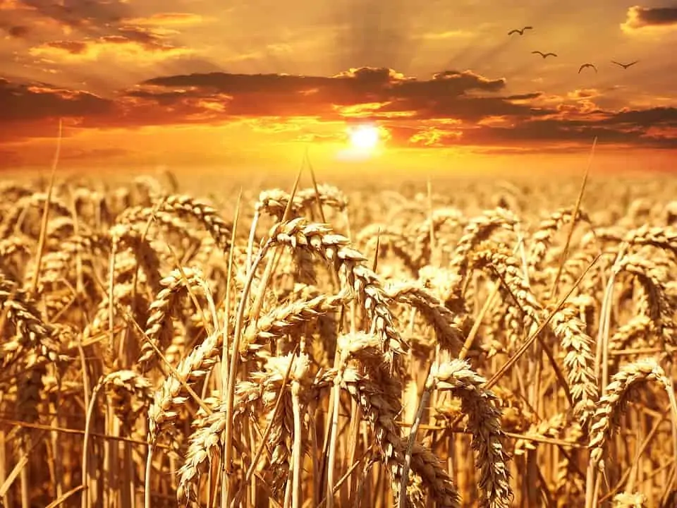 Le rêve de blé et sa signification: