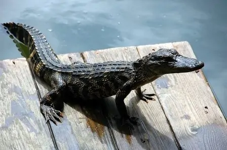 Rêver d'alligator signification