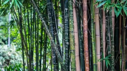 Rêver de forêt de bambou