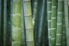 Rêver de bambou vert
