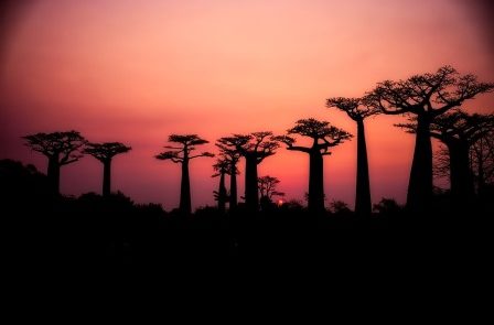 Rêver de baobab et de pain de singe