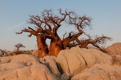 Rêver de baobab en islam