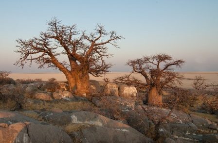 Rêver de baobab interprétation exacte