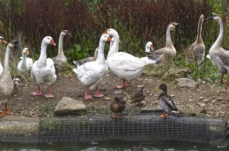 Rêver de basse-Cour avec des canards