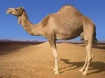 Rêver de chameau en islam