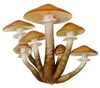 Rêver de champignons en islam