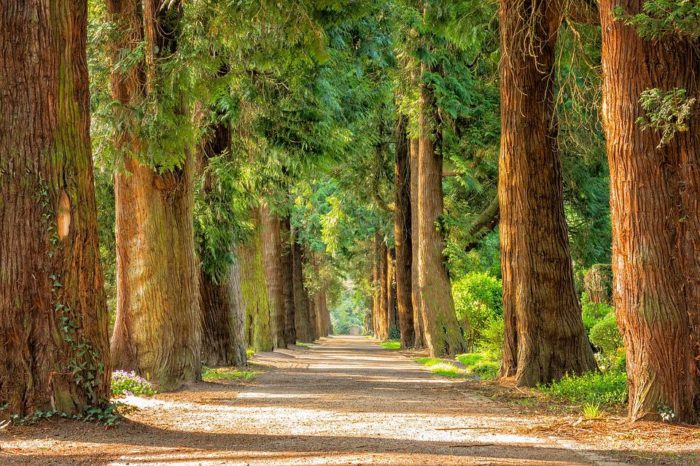 Le rêve de bois et sa signification: