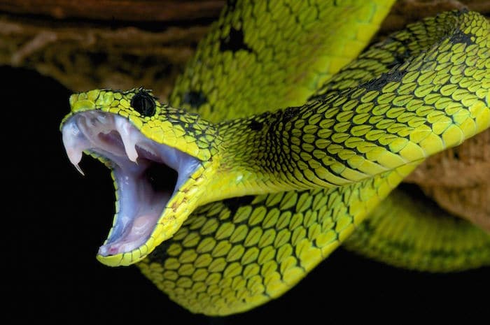Le rêve d'une attaque de serpent et sa signification: