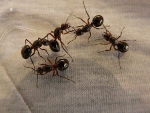 Rêver de fourmis et sa signification: