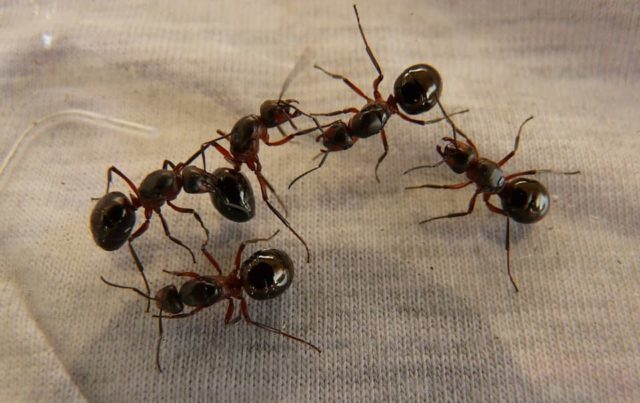 Que signifie rêver de fourmis ?