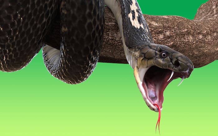 Que signifie rêver de morsures de serpent ?