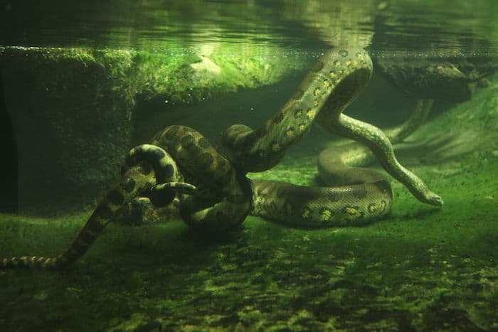 Le rêve de serpents dans l'eau et sa signification:
