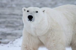 Rêver d'ours polaire et son interprétation: