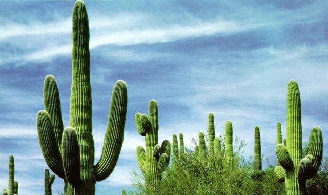 Que signifie rêver de cactus ?
