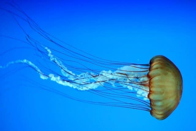 Que signifie rêver de méduse ?