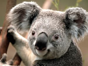 Rêver de koala et son interprétation: