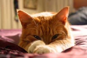 Le rêve de chat roux et son interprétation: