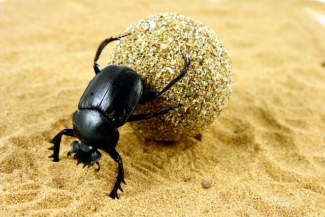 Que signifie rêver de scarabée ?