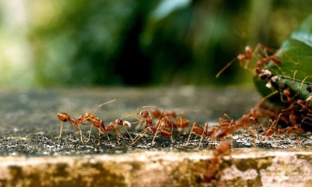 Que signifie rêver de fourmis rouges ?