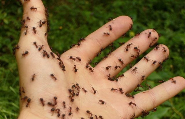 Que signifie rêver de fourmis sur le corps ?