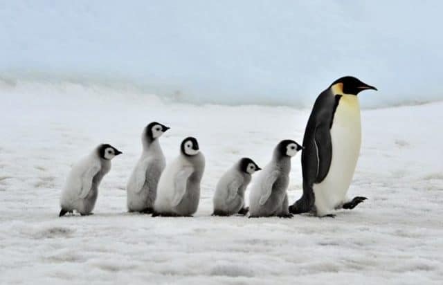 Que signifie rêver de pingouin ?