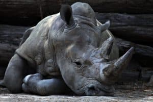 Rêver de rhinocéros et son interprétation: