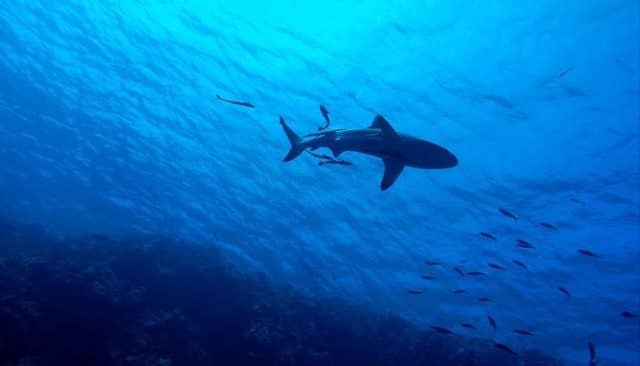 Que signifie rêver de requin ?