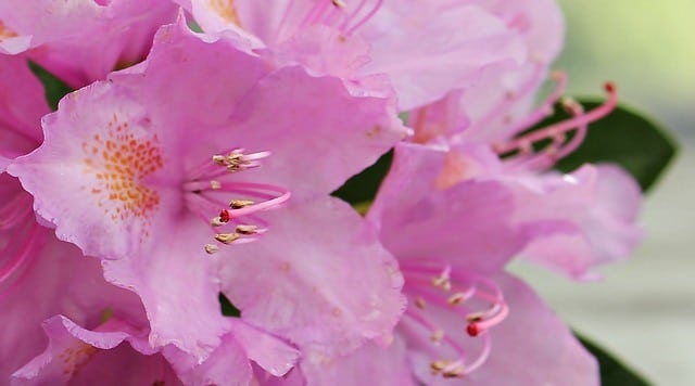 Que signifie rêver de rhododendron ? 