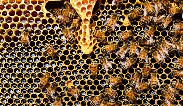 Le rêve de tuer une abeille et sa signification: