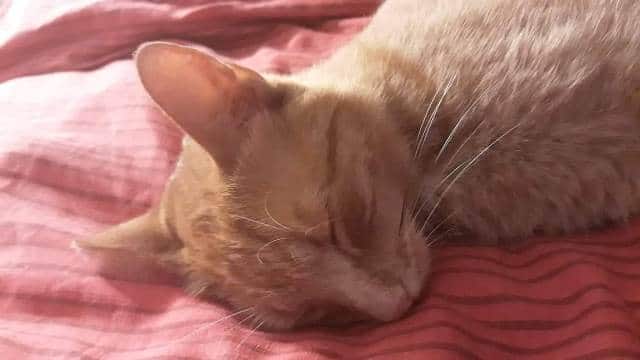 Que signifie un rêve de chat mort ?