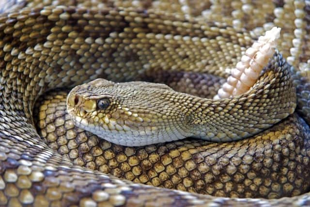 Que signifie un rêve de serpent à sonnette ?