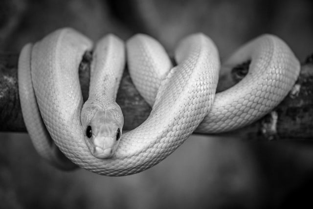 Que signifie un rêve de serpent blanc ?