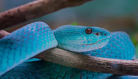 Que signifie un rêve de serpent bleu ?