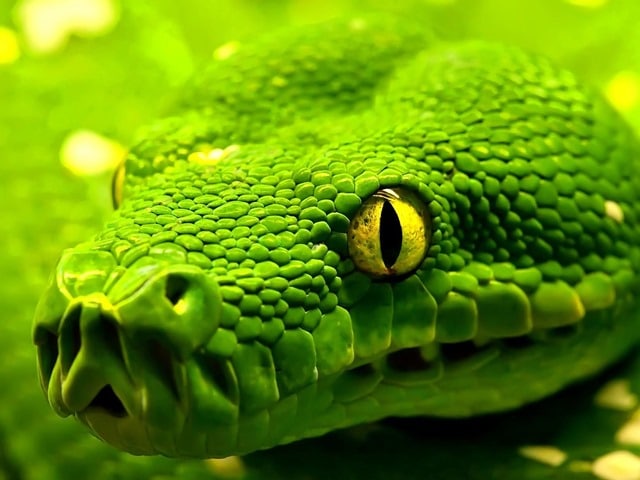 Que signifie un rêve de serpent vert ?