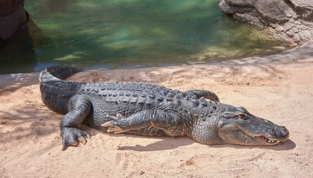 Que signifie un rêve d'alligator ?