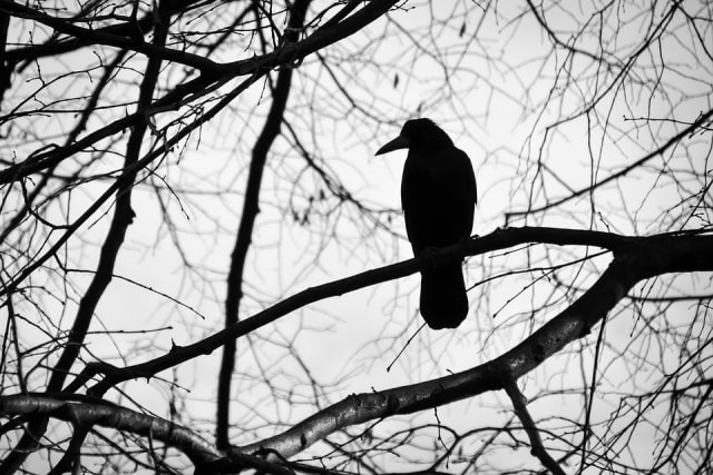Que signifie un rêve d'oiseau noir ?
