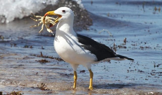 Que signifie un rêve de manger un albatros ?