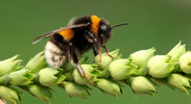 Que signifie un rêve de manger une abeille ?