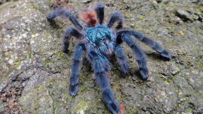 Que signifie un rêve d'araignée bleue ?