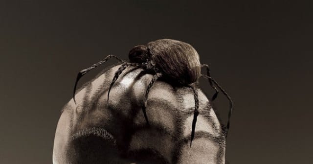 Que signifie un rêve d'araignée dans les cheveux ?