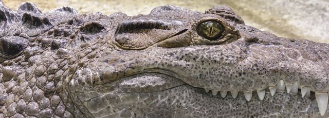 Que signifie un rêve de crocodile ?