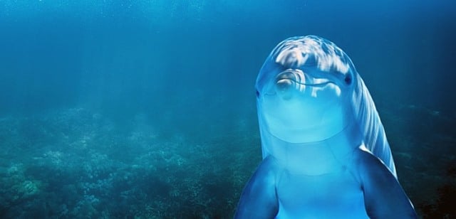 Que signifie un rêve de dauphin ?