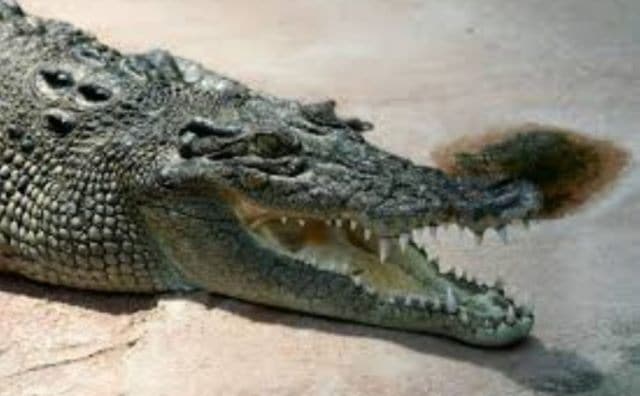 Que signifie un rêve de manger du crocodile ?