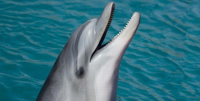 Que signifie un rêve de manger un dauphin ?