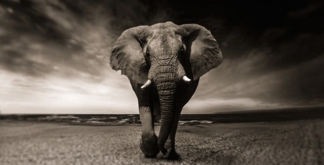Que signifie un rêve de manger un éléphant ?