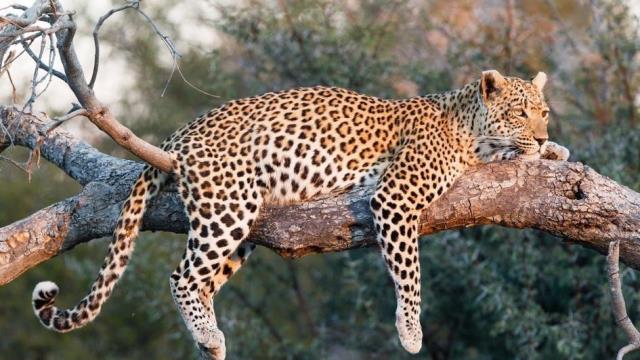 Que signifie rêver de léopard ?