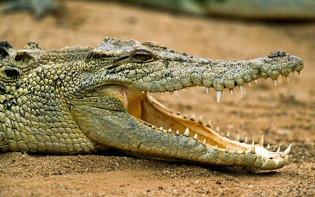 Que signifie rêver de combattre un crocodile ?